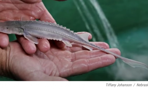 To learn more about rare lake sturgeon, Iowa researchers turn to