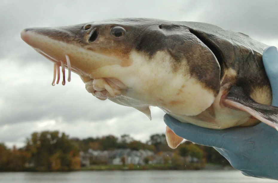 Close View Two Fresh Small Sturgeon Stock Photo 418639006